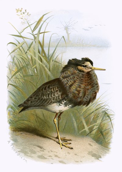 Ruff af English School