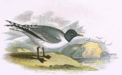 Sabines Måge af English School