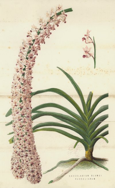 Saccolabium Blumei Russelianum (kromolitho) af English School