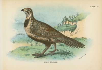 Sage Ryper af English School