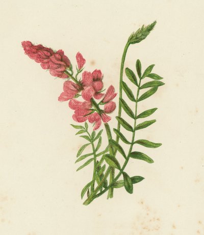 Scientofin, Onobrychis sativa (farve litho) af English School