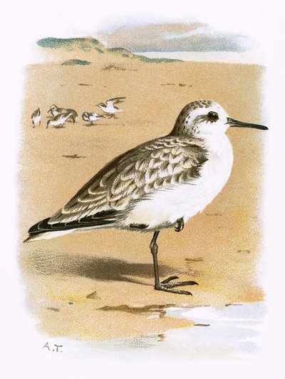 Sanderling af English School