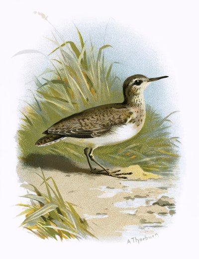 Sandpiper af English School