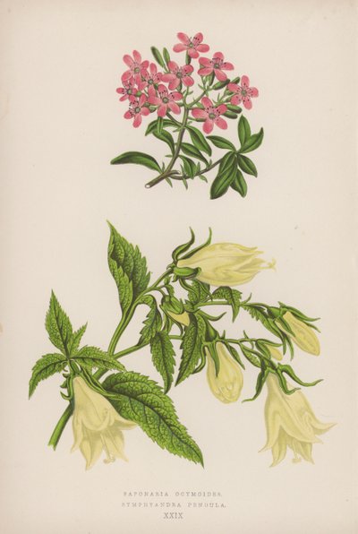 Saponaria Ocymoides; Symphyandra Pendula (farve lito) af English School