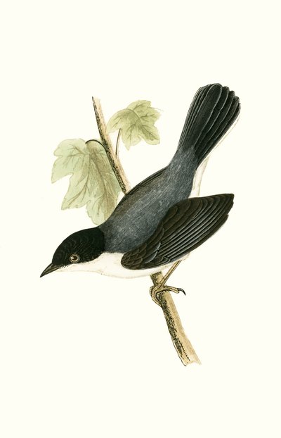 Sardinian Warbler, illustration fra "A History of the Birds of Europe Not Observed in the British Isles" af Charles Robert Bree (1811-86), udgivet i 1867 af English School