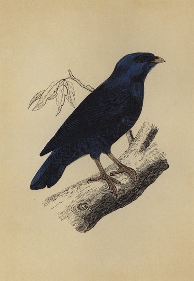 Satin Bird (farvelitografi) af English School