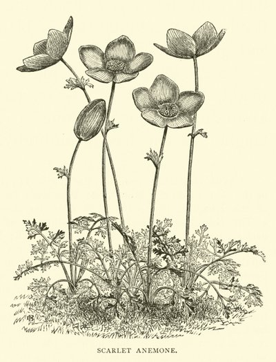 Scarlet Anemone af English School
