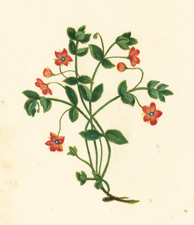 Scarlet Pimpernel, Anagallis Arvensis (farvelitografi) af English School