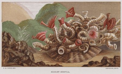 Scarlet Serpula (farve litho) af English School