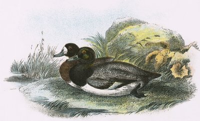 Scaup Duck af English School