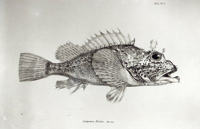 Scorpion Fish, plade 8 fra 