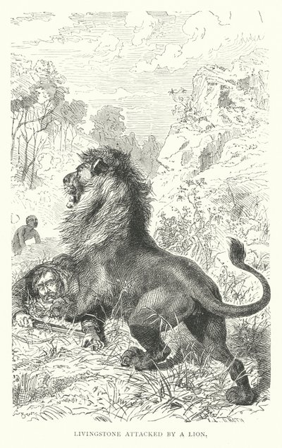 Den skotske missionær David Livingstone angrebet af en løve i Afrika (gravering) af English School