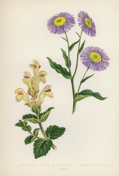 Scutellaria Alpina B Lupulina; Stenactis Speciosa (farvelitografi) af English School