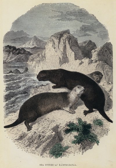 Sea Otters of Kamtschatka (farvet gravering) af English School