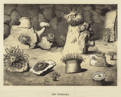 Søanemoner af English School