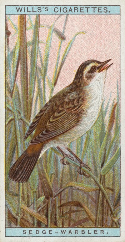 Schilfrohrsänger von English School