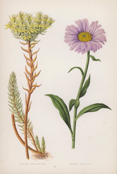 Reflekssæde; Alpine Aster (farve litho) af English School