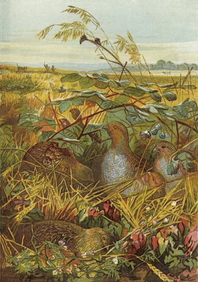 September og oktober, fuglevildt af English School