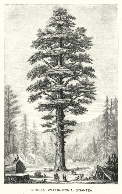 Sequoia (Wellingtonia) Gigantea (gravering) af English School