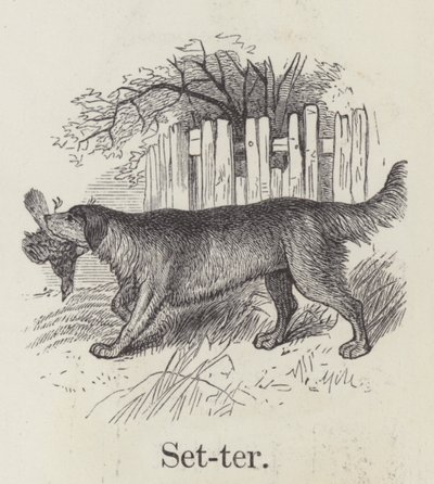 Setter (gravering) af English School