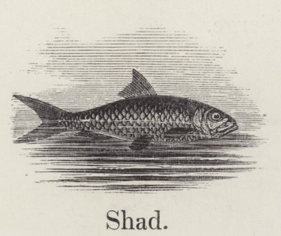 Shad (gravering) af English School