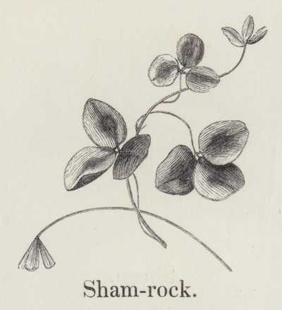 Shamrock (gravering) af English School