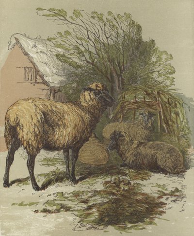 Schafe von English School