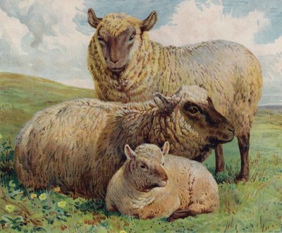 Får og lam (farve litho) af English School