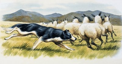 Fårehund af English School