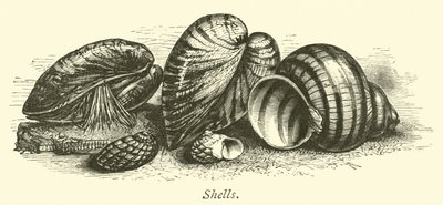 Shells  af English School