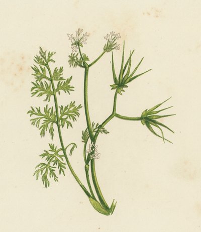 Hyrdenål, Scandix Pecten (farve litho) af English School