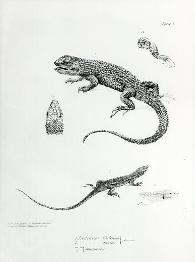 Shingled Iguana, illustration fra 