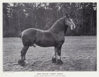 Shire Stallion "Buscot Harold" (litho) af English School