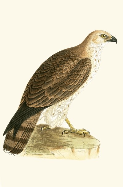 Short Toed Eagle, illustration fra 