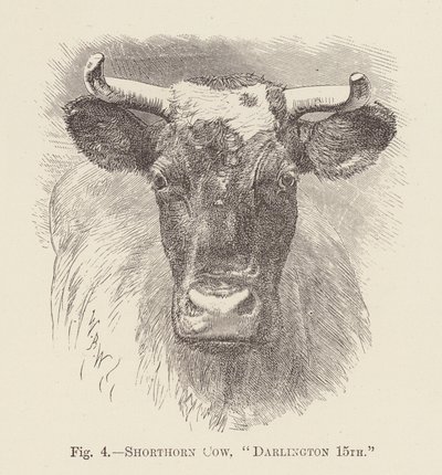 Shorthorn-ko, "Darlington 15th" (gravering) af English School