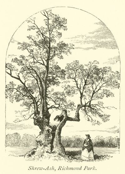 Shrew-Ash, Richmond Park  af English School