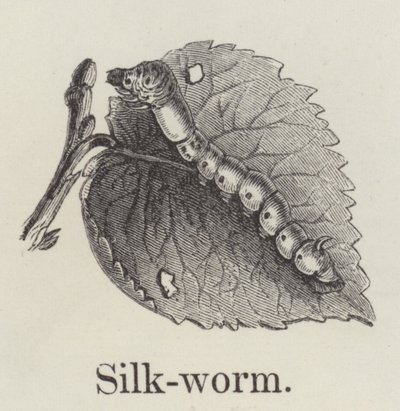Silkeorm (gravering) af English School