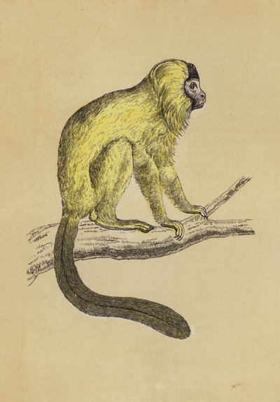Silky Tamarin (farvelitografi) af English School