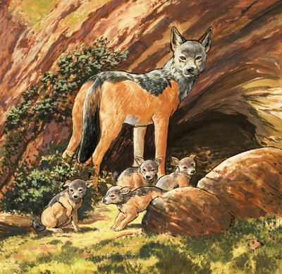 Sølvrygget sjakal og unger af English School