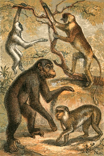 Sølvfarvet Gibbon, Snabelabe, Chimpanse og Barbary Ape af English School