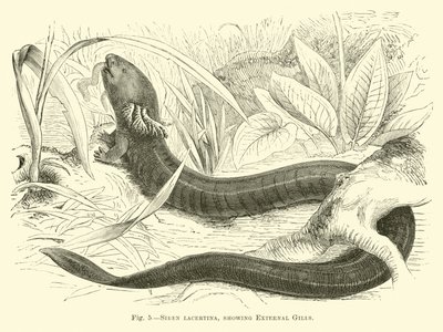 Sirene lacertina, der viser ydre gæller af English School