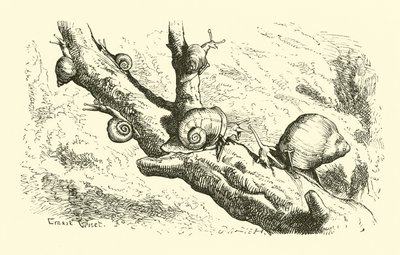 Seks små snegle af English School