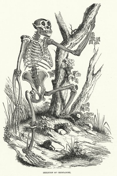 Skelet af chimpanse (gravering) af English School