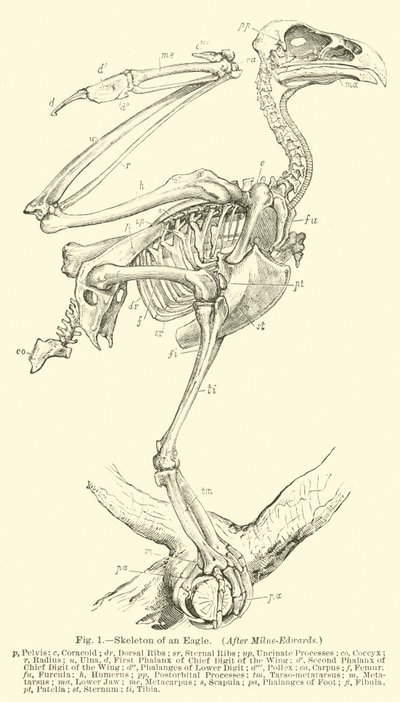 Skeleton of an Eagle, efter Milne-Edwards af English School