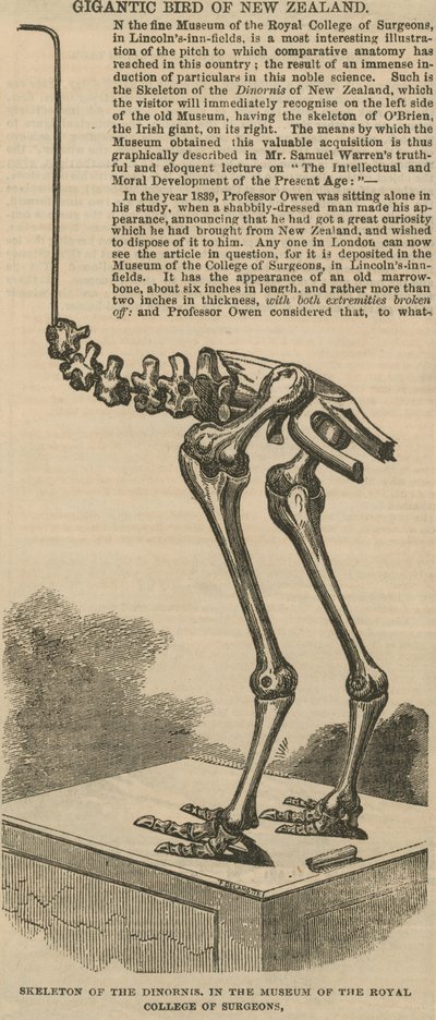 Skelet af dinornis, en gigantisk fugl fra New Zealand af English School