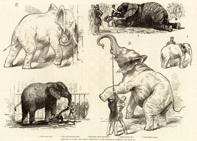 Skitser af Jumbo, den afrikanske elefant, ved Zoologisk Have af English School