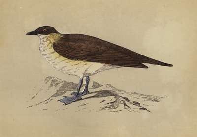 Skua (farvelitografi) af English School