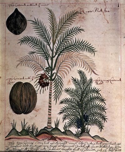 Sloane 4013 f.3 Kokospalme fra 