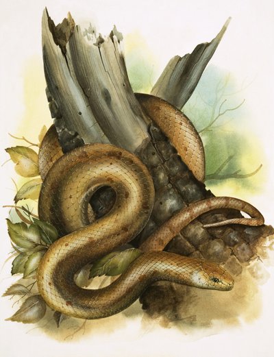 Slange af English School