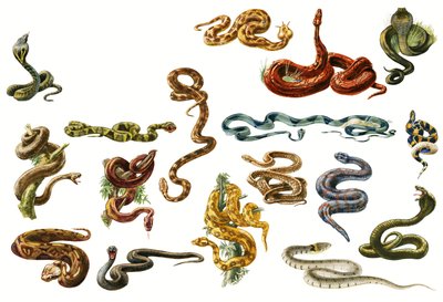 Slanger af English School